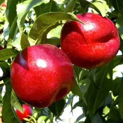 Нектарин ХАРКО в Светлогорске