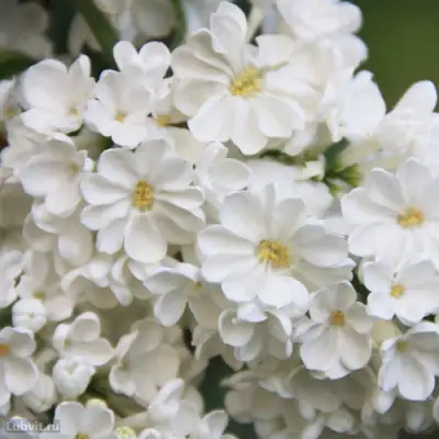 Сирень РОЧЕСТЕР в Светлогорске