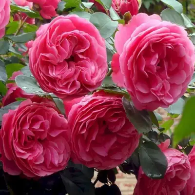 Роза ЛЕОНАРДО ДА ВИНЧИ флорибунда в Светлогорске