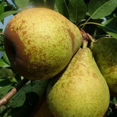 Груша ГЕНЕРАЛ ЛЕКЛЕРК в Светлогорске