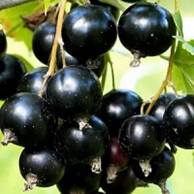 Смородина чёрная СОКРОВИЩЕ в Светлогорске