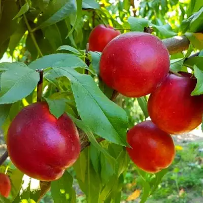 Нектарин НЕКТАРЕД-4 в Светлогорске