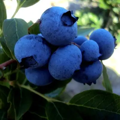 Голубика ДЖЕРСИ в Светлогорске