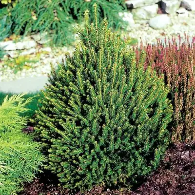 Ель КОМПАКТА обыкновенная в Светлогорске