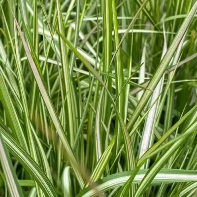 Вейник АВАЛАНШ остроцветковый в Светлогорске