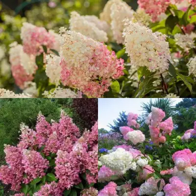 Комплект ЯГОДНОЕ МОРОЖЕНОЕ в Светлогорске