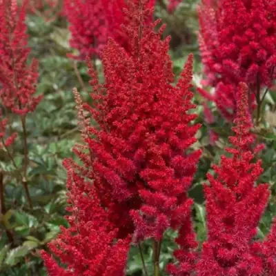 Астильба СКАЙСКРЕЙПЕР китайская в Светлогорске