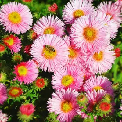 Астра РУДЕЛЬСБУРГ новоанглийская в Светлогорске