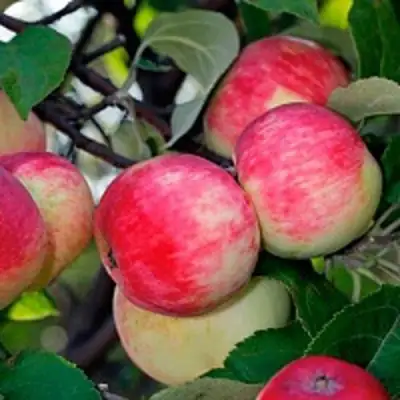 Яблоня СЕРЕБРЯНОЕ КОПЫТЦЕ в Светлогорске