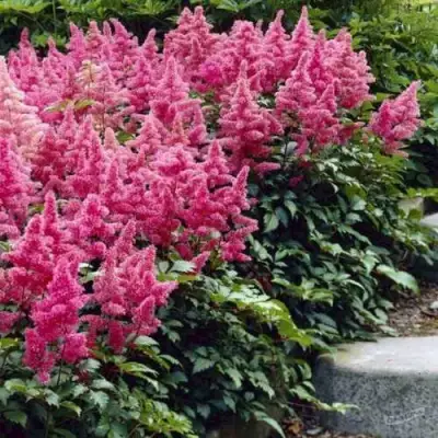 Астильба БОНН японская в Светлогорске