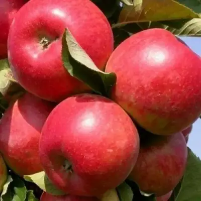 Яблоня ДЖИН колонновидная в Светлогорске