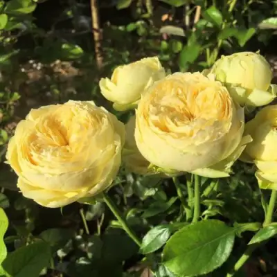 Роза КАТАЛИНА спрей в Светлогорске