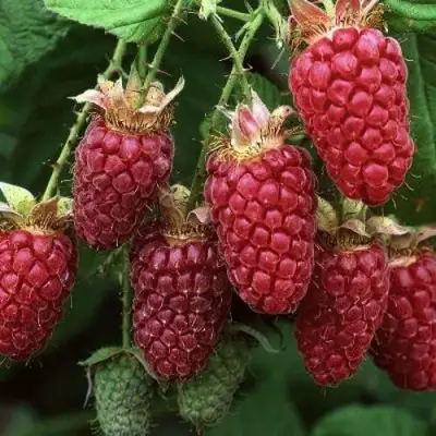 Малина РУБИНОВОЕ ОЖЕРЕЛЬЕ в Светлогорске