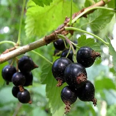 Смородина чёрная БИНАР в Светлогорске