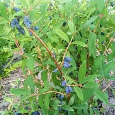 Жимолость съедобная АМФОРА в Светлогорске