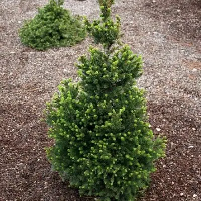 Ель ВИЛС ЦВЕРГ обыкновенная в Светлогорске