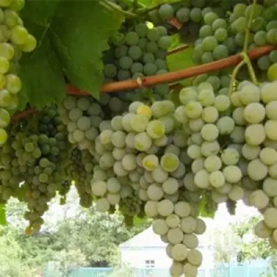 Виноград АНАНАСНЫЙ РАННИЙ в Светлогорске