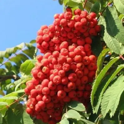 Рябина НЕВЕЖИНСКАЯ сладкоплодная в Светлогорске