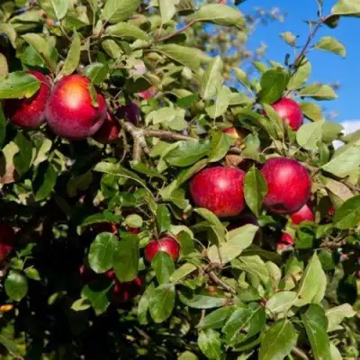 Яблоня СЯБРЫНА в Светлогорске