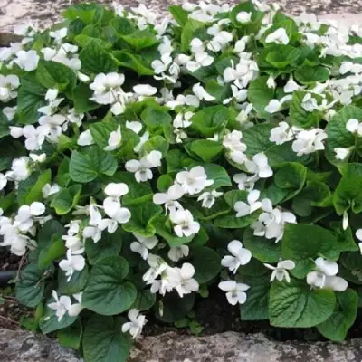 Фиалка АЛЬБИФЛОРА сестринская в Светлогорске