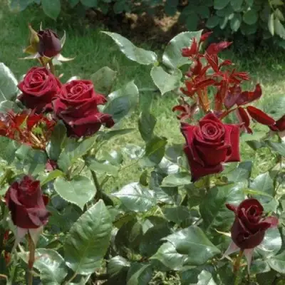 Роза БЛЭК БАККАРА чайно-гибридная в Светлогорске