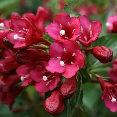 Вейгела ЕВА РАТКЕ в Светлогорске