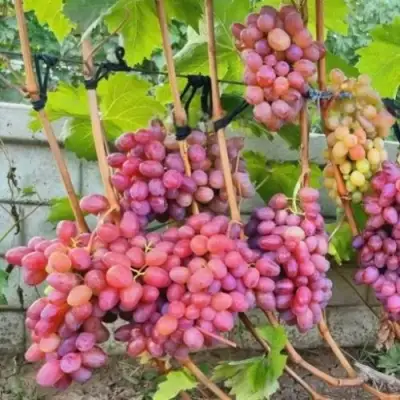 Виноград ДЫНЬКА в Светлогорске