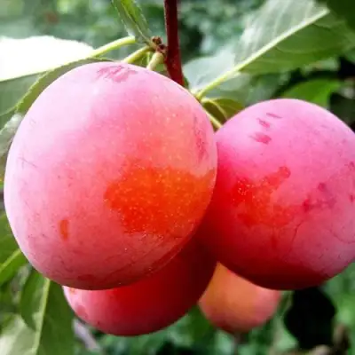 Слива КОМЕТА в Светлогорске