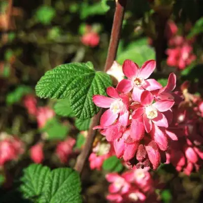 Смородина кроваво-красная ПУЛБОРО СКАРЛЕТ  в Светлогорске