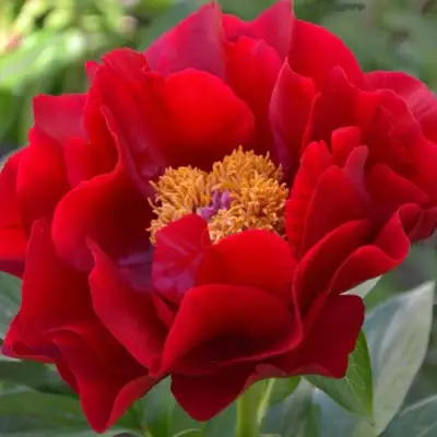 Пион МАКИНАК ГРАНД травянистый в Светлогорске