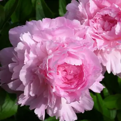 Пион ЛЕТЯЩИЙ ЖУРАВЛЬ травянистый в Светлогорске