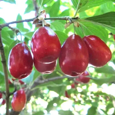 Кизил ЛУКЬЯНОВСКИЙ в Светлогорске