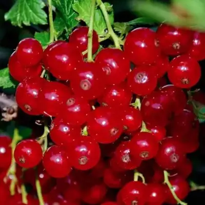 Смородина красная СЕРПАНТИН в Светлогорске