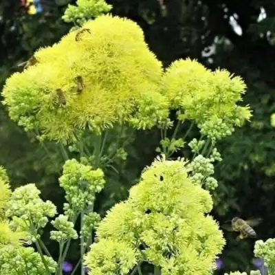Василистник ГЛАУКУМ желтый в Светлогорске