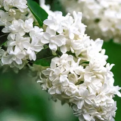 Сирень МАДАМ ЛЕМУАН в Светлогорске