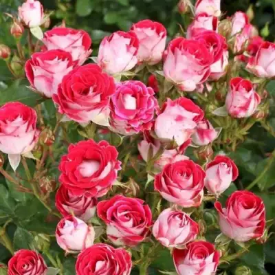 Роза ШОНЕ КОБЛЕНЦЕРИН флорибунда в Светлогорске