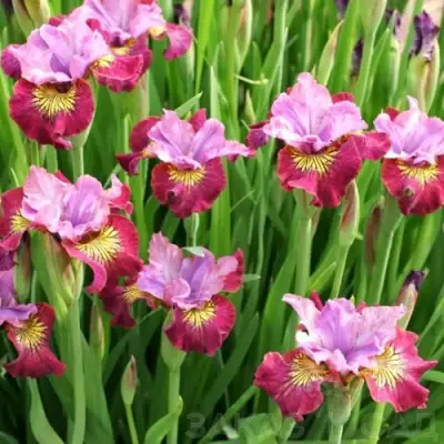 Ирис МИСС ЭППЛ сибирский в Светлогорске