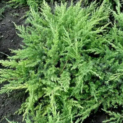 Можжевельник ШЛЯГЕР прибрежный в Светлогорске