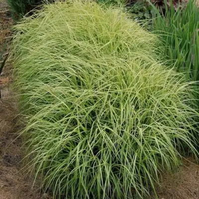 Осока ВАРИЕГАТА пальмолистная в Светлогорске