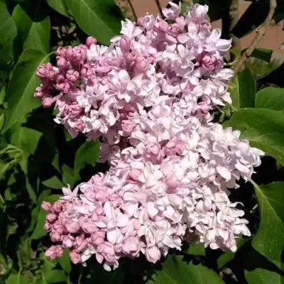 Сирень МИЛОСЕРДИЕ в Светлогорске