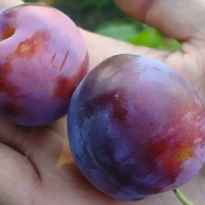 Слива РЕНКЛОД в Светлогорске