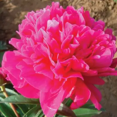 Пион РУБИНОВЫЙ СВЕТ травянистый в Светлогорске