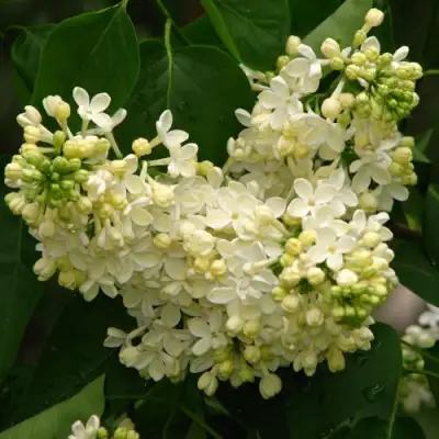 Сирень ПРИМРОУЗ в Светлогорске