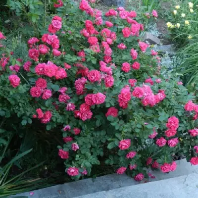 Роза ДЖОРДЖ ВАНКУВЕР флорибунда в Светлогорске