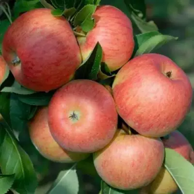 Яблоня ТОПАЗ в Светлогорске