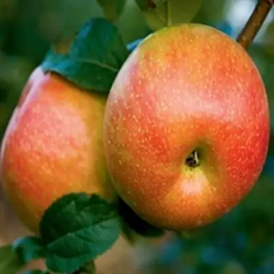 Яблоня ПЕРСИКОВАЯ в Светлогорске