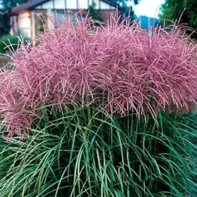 Мискантус МАЛЕПАРТУС китайский  в Светлогорске