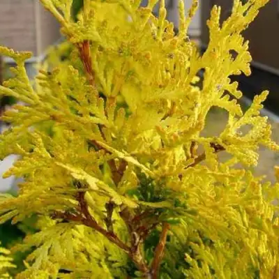 Туя ЕВРОПА ГОЛД западная в Светлогорске