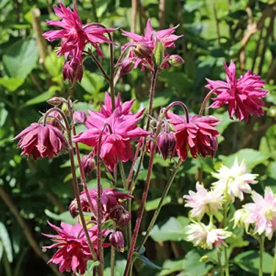 Аквилегия БАРЛОУ БОРДО обыкновенная в Светлогорске