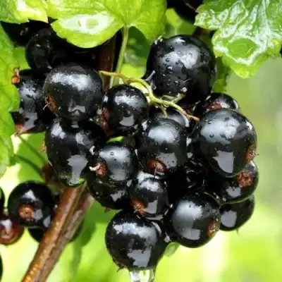 Смородина чёрная БЕЛОРУССКАЯ СЛАДКАЯ в Светлогорске